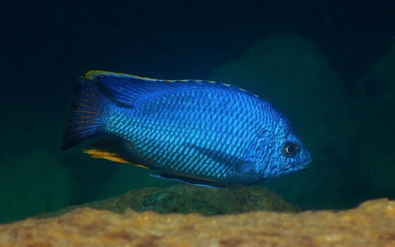 Protomelas taeniolatus 'Zimbawe Rock'